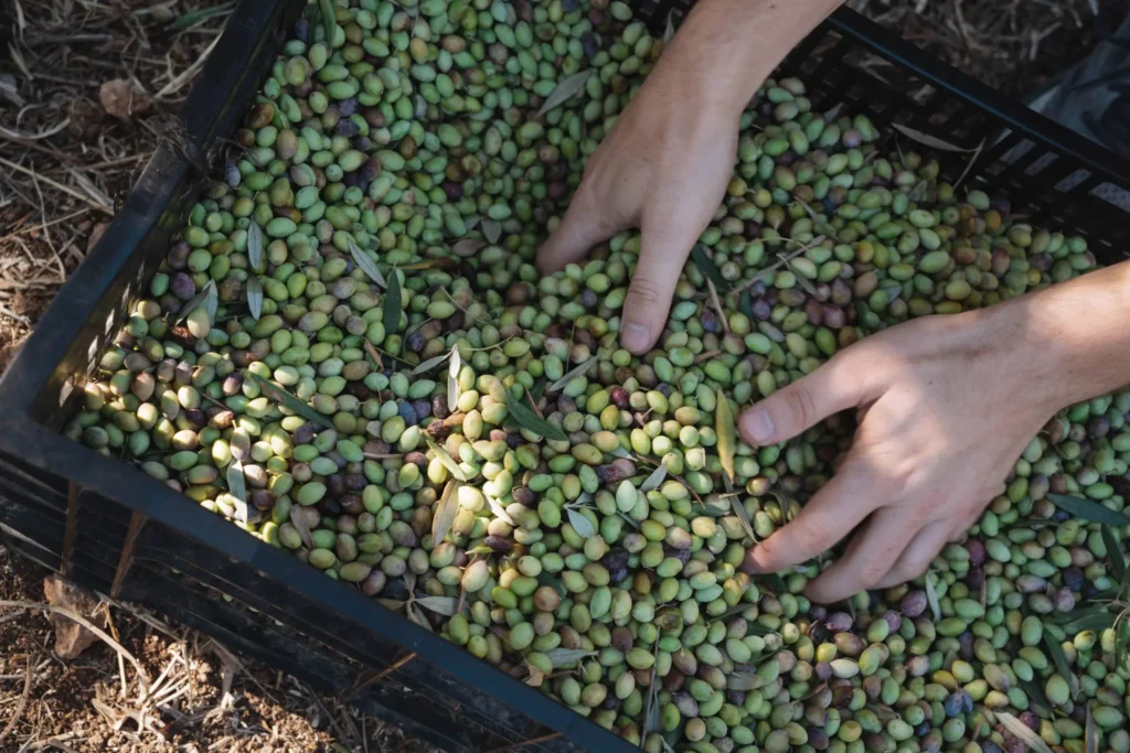 Jerusalem Volunteer Opportunities: Make an Impact in the Heart of the World